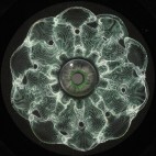 For•at***Luminus EP